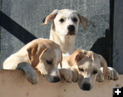 Puppies. Photo by Dawn Ballou, Pinedale Online.
