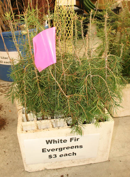 White Fir Evergreens. Photo by Dawn Ballou, Pinedale Online.