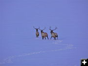 3 Bull Elk. Photo by Scott Almdale.