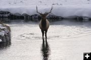 Elk in the water. Photo by Sammie Moore.