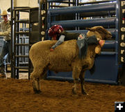 Mutton Busting. Photo by Dawn Ballou, Pinedale Online.