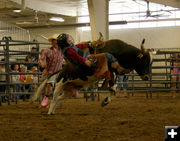 Mini-Bulls. Photo by Dawn Ballou, Pinedale Online.