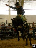 Zack Winer mini bull ride. Photo by Dawn Ballou, Pinedale Online.