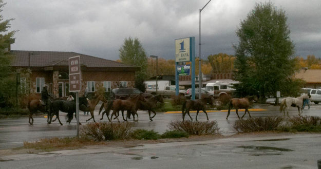 Horse Drive. Photo by Dawn Ballou, Pinedale Online.