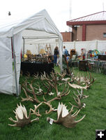 Antlers. Photo by Dawn Ballou, Pinedale Online.