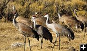 Sandhill Cranes. Photo by Dave Bell.