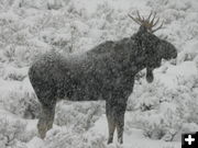 Snow Moose. Photo by Ralph Faler.