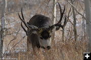 Buck. Photo by Arnold Brokling.