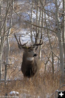 Mule Deer buck. Photo by Arnold Brokling.