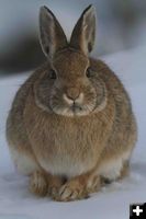Bunny. Photo by Dave Bell.