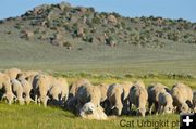 Herd Guardian. Photo by Cat Urbigkit.