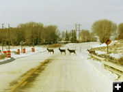 Watch out for wildlife. Photo by Dawn Ballou, Pinedale Online.