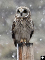 Short Eared Owl closeup. Photo by Mike Lillrose.