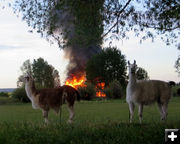 Behind the llamas. Photo by Mary Lynn Worl.