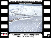 See more videos. Photo by Trappers Point Wildlife Overpass Webcam.