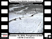 Deer & pronghorn traffic jam. Photo by Trappers Point Wildlife Overpass Webcam.