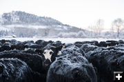 Frosty cows. Photo by Arnold Brokling.