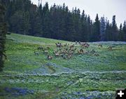 Elk herd. Photo by Dave Bell.