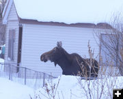 Moose out front. Photo by Pinedale Online.