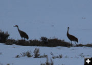 Cranes are back in the Upper Green. Photo by Joe Sampson.