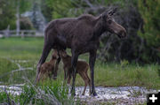 Moose and twins. Photo by David Rule.