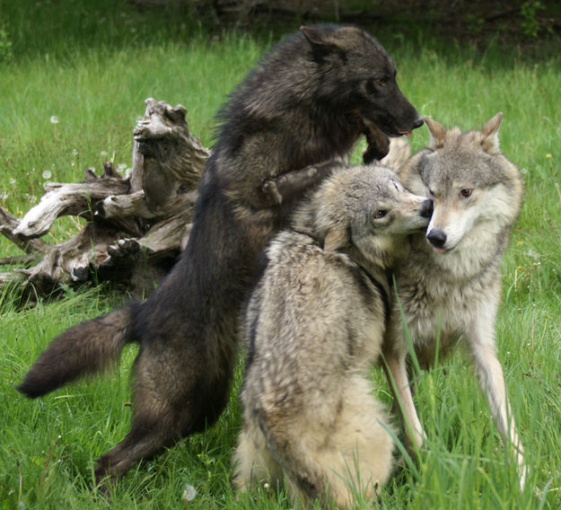 Wolf pack. Photo by Cat Urbigkit.