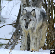 Gray wolf. Photo by Cat Urbigkit.