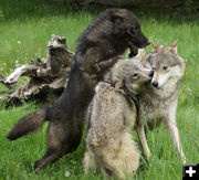 Wolf pack. Photo by Cat Urbigkit.