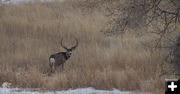 Nice Buck. Photo by Arnold Brokling.