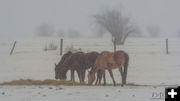 Snowy Horses. Photo by Dave Bell.