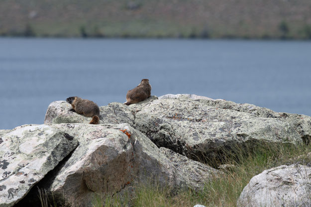 Marmots watching. Photo by Arnold Brokling.