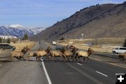 Elk crossing. Photo by Mark Gocke, Wyoming Game & Fish.
