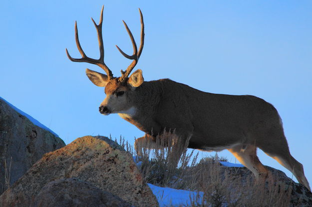 Nice buck. Photo by Fred Pflughoft.