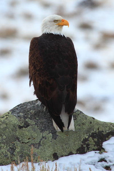 Bald Eagle. Photo by Fred Pflughoft.
