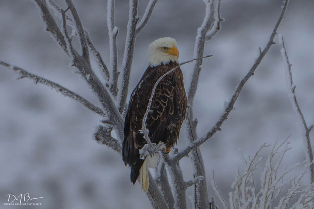 Frosty Eagle. Photo by Dave Bell.