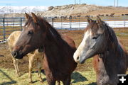 Wild horses available for adoption. Photo by Nikki Maxwell, Bureau of Land Management Public Affairs.