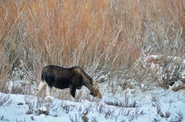 Winter moose. Photo by Rob Tolley.