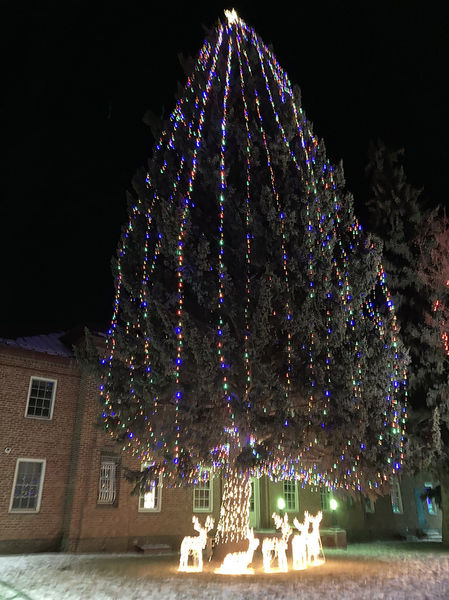 Lighted tree. Photo by Dawn Ballou, Pinedale Online.