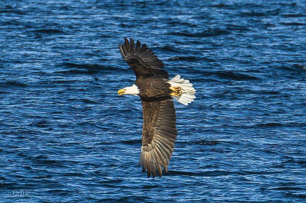 Bald Eagle over Fremont Lake. Photo by Dave Bell.
