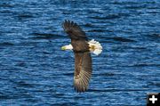 Bald Eagle over Fremont Lake. Photo by Dave Bell.