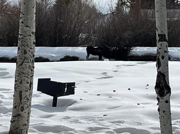 Easter Moose. Photo by Pinedale Lions Club.
