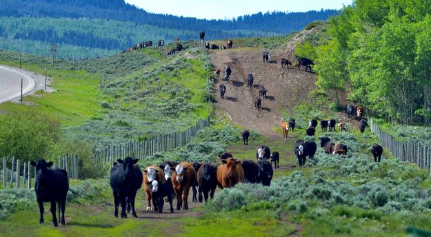 Green River Drift Cattle Drive. Photo by Rob Tolley.