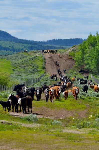 Cattle Drive. Photo by Rob Tolley.