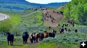 Green River Drift Cattle Drive. Photo by Rob Tolley.
