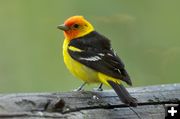Western Tanager. Photo by Rob Tolley.