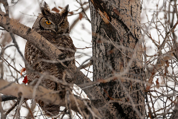 Owl. Photo by Chris Wilde.