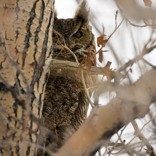 Great Horned Owl. Photo by Chris Wilde.