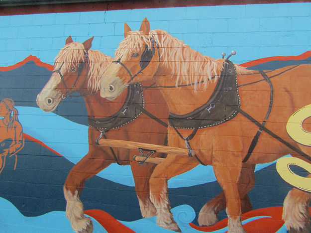 Draft Horses. Photo by Dawn Ballou, Pinedale Online.