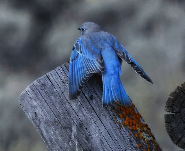 Bluebird. Photo by Sharon Rauenzahn.