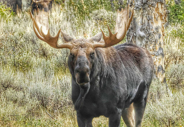 Moose. Photo by Sharon Rauenzahn.